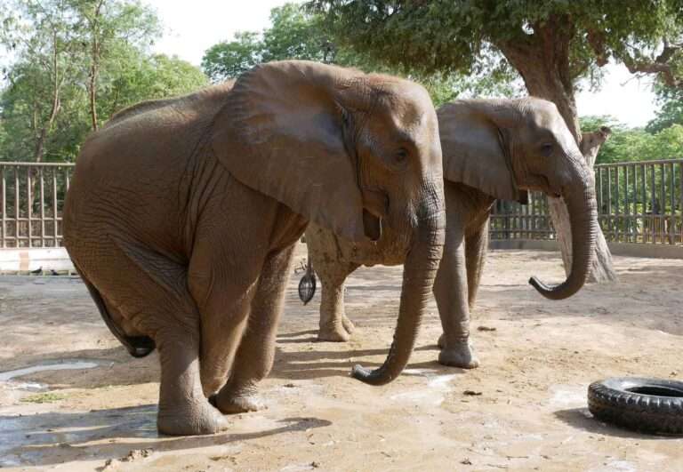 Read more about the article Tusker With Enlarged Genitalia Has 50 Per Cent Chance Of Surviving In Horror Zoo