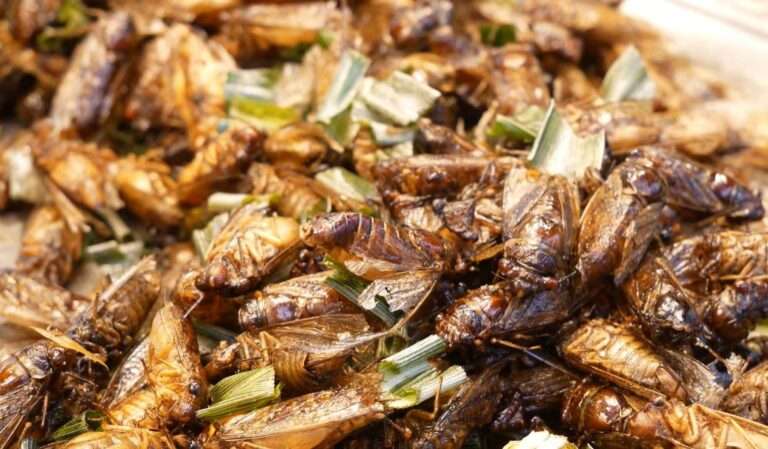 Read more about the article Food Officials Green Lights 16 Bugs As Fit For Human Consumption