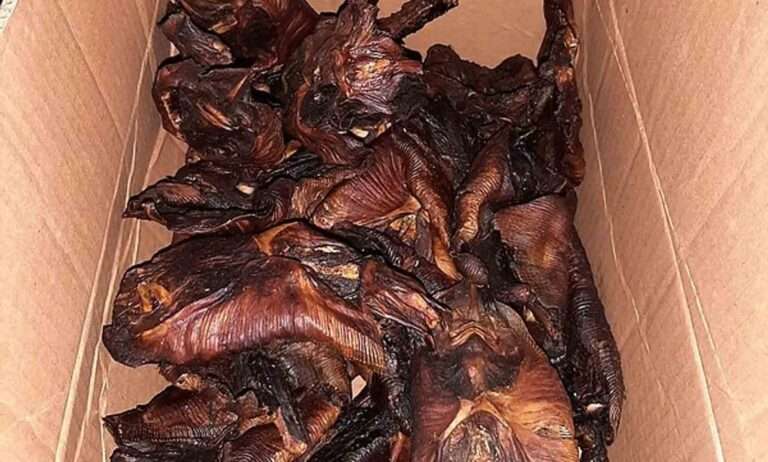 Read more about the article Police Seize Box Full Of Fried Bats From Driver’s Van
