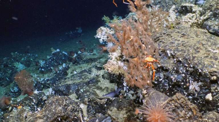 Read more about the article Huge Ancient Reef Discovered Off Darwin Islands