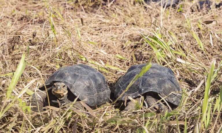Read more about the article Conservation Win As 86 Giant Tortoises Introduced On Galapagos Island