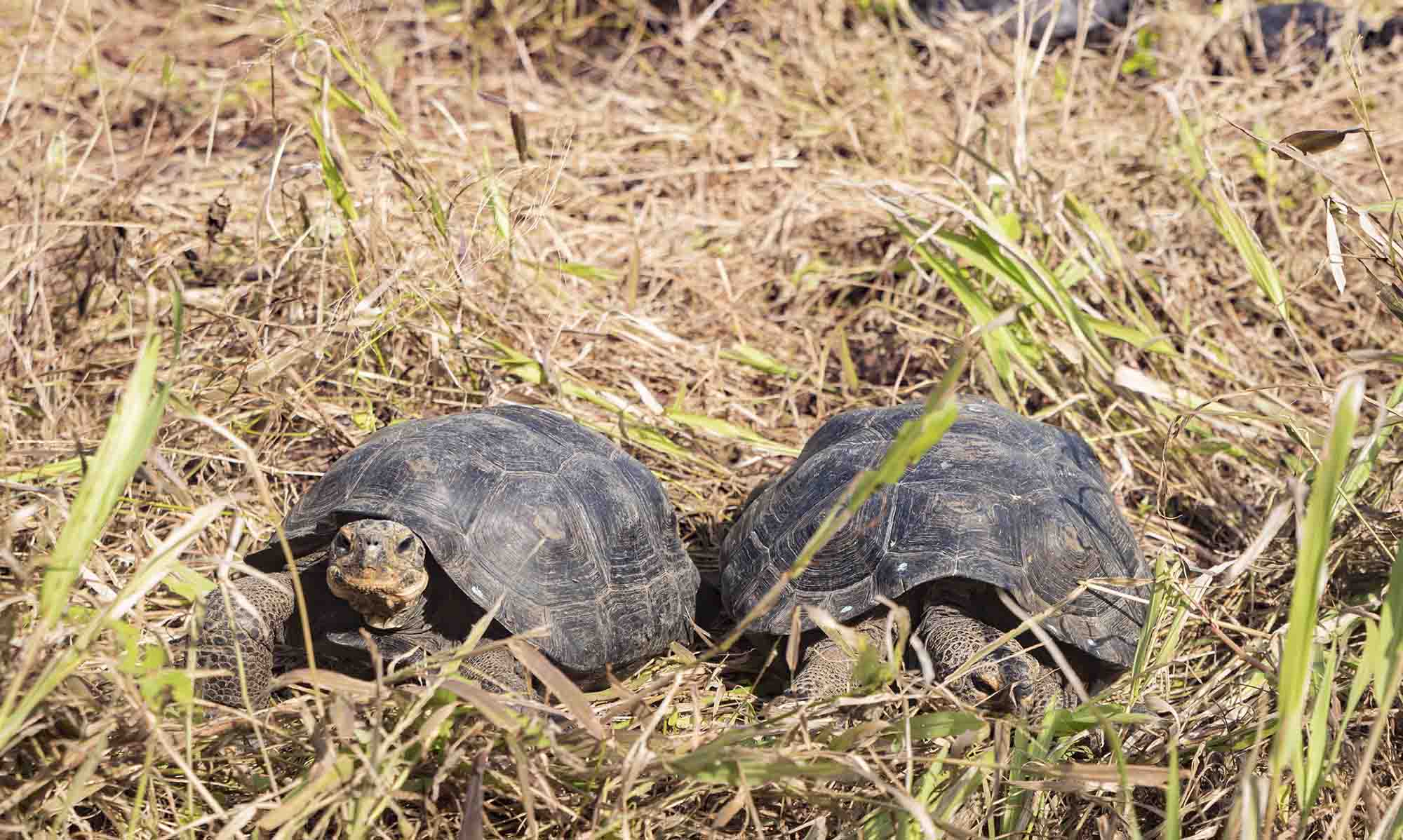 Conservation Win As 86 Giant Tortoises Introduced On Galapagos Island