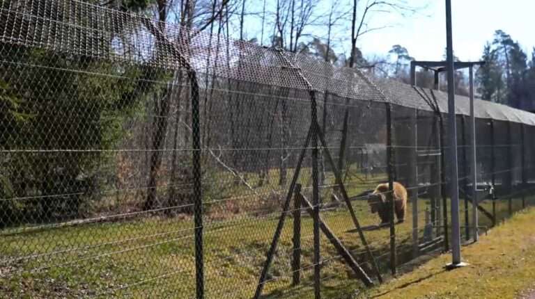 Read more about the article German Sanctuary Offers To Take Bear That Disembowelled Jogger