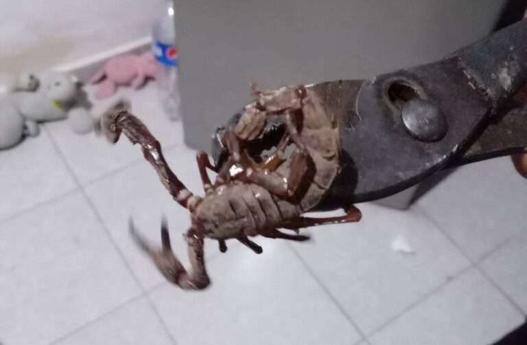 Read more about the article Man Traps Huge Freaky Crawly With Pair Of Pliers