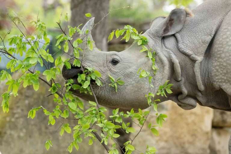Read more about the article Endangered Indian Rhinos From World’s Oldest Zoo Munch On Protected Woodland Treats