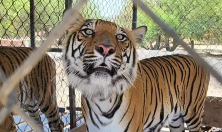 Read more about the article Cops Seize Ten Tigers, Six Jaguars And Five Lions On Cartel Ranch