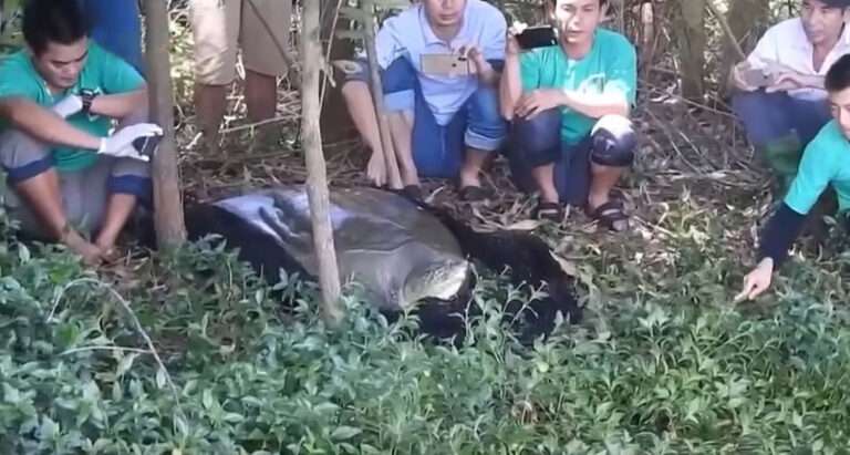 Read more about the article One Of Last Three Of World’s Rarest Turtles Dies