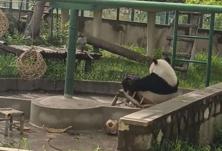 Read more about the article Giant Panda Hides In Shame After Falling Off Bamboo Chair