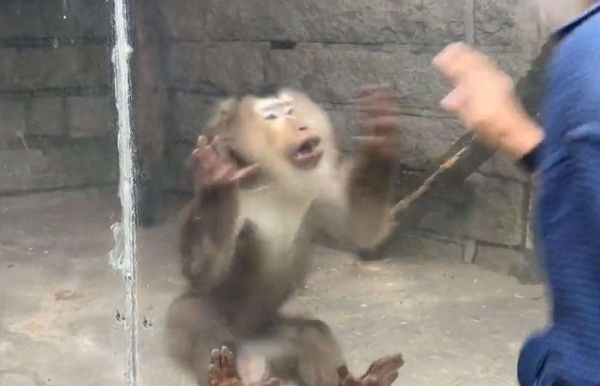 Macaque Jumps At Visitor To Scare Him But Hurts Itself Instead