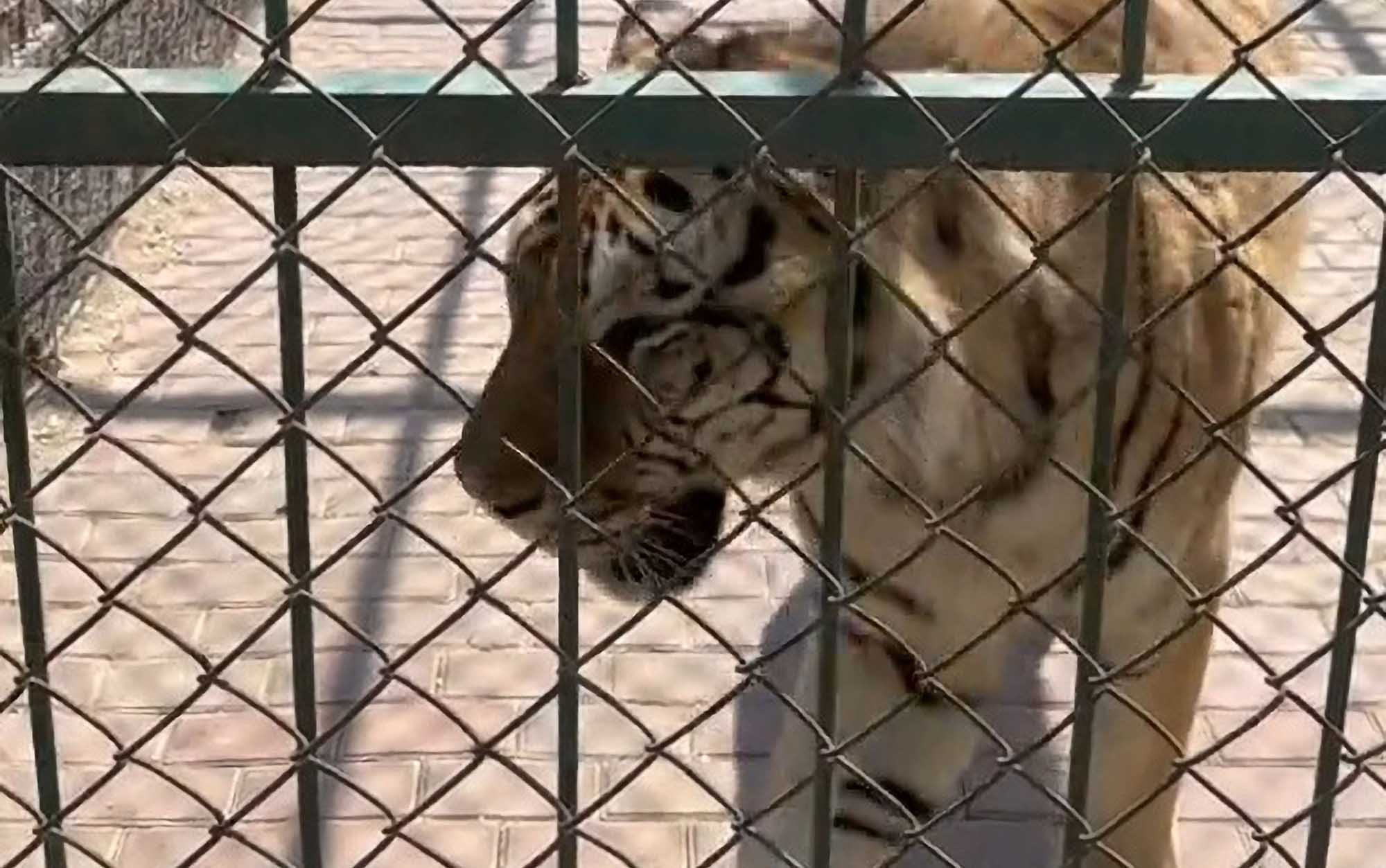 Big Cat Sprays Urine On Screaming Female Zoo Visitor