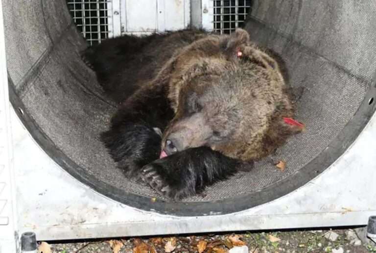 Read more about the article Killer Bear In Italy That Disembowelled Jogger To Be Sent To Germany