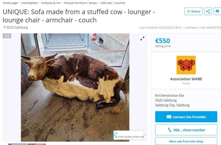 Read more about the article Bizarre Sofa Is Udder Luxury