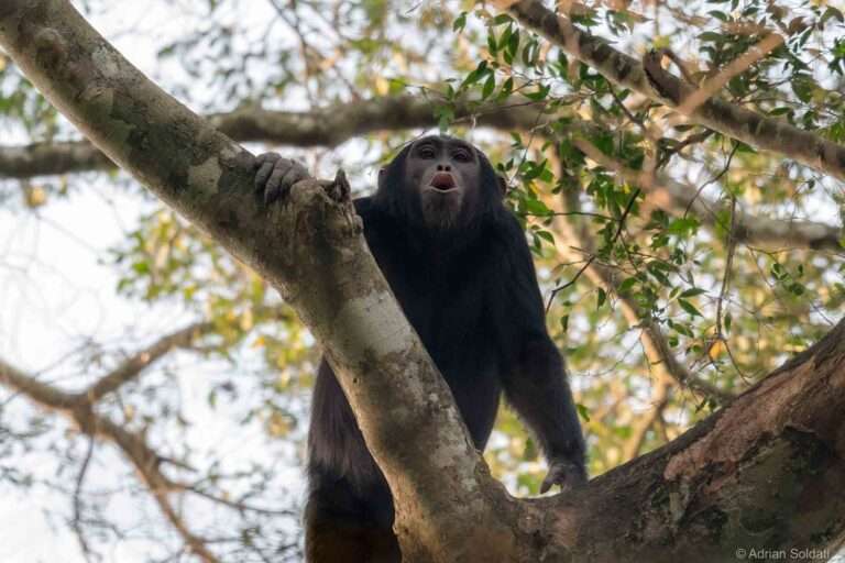 Read more about the article New Study Suggests That Chimps Can Form Sound Sequences To Communicate New Meaning And Signal Threats
