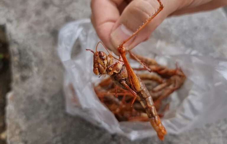 Read more about the article Beer Made From Crickets Goes On Sale