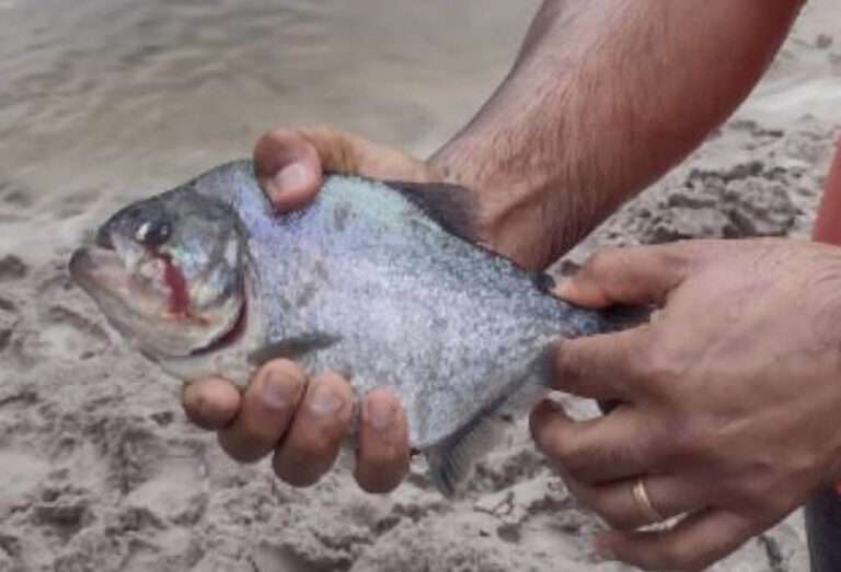 Read more about the article Eight Bloodied And Injured After Mass Piranha Attack At Resort