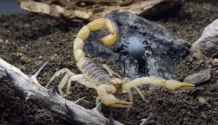 Read more about the article Woman Stung By Scorpion On Plane