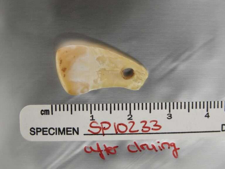 Read more about the article Stone Age CSI As DNA On Elk Tooth Pendant Reveals Woman Who Wore It