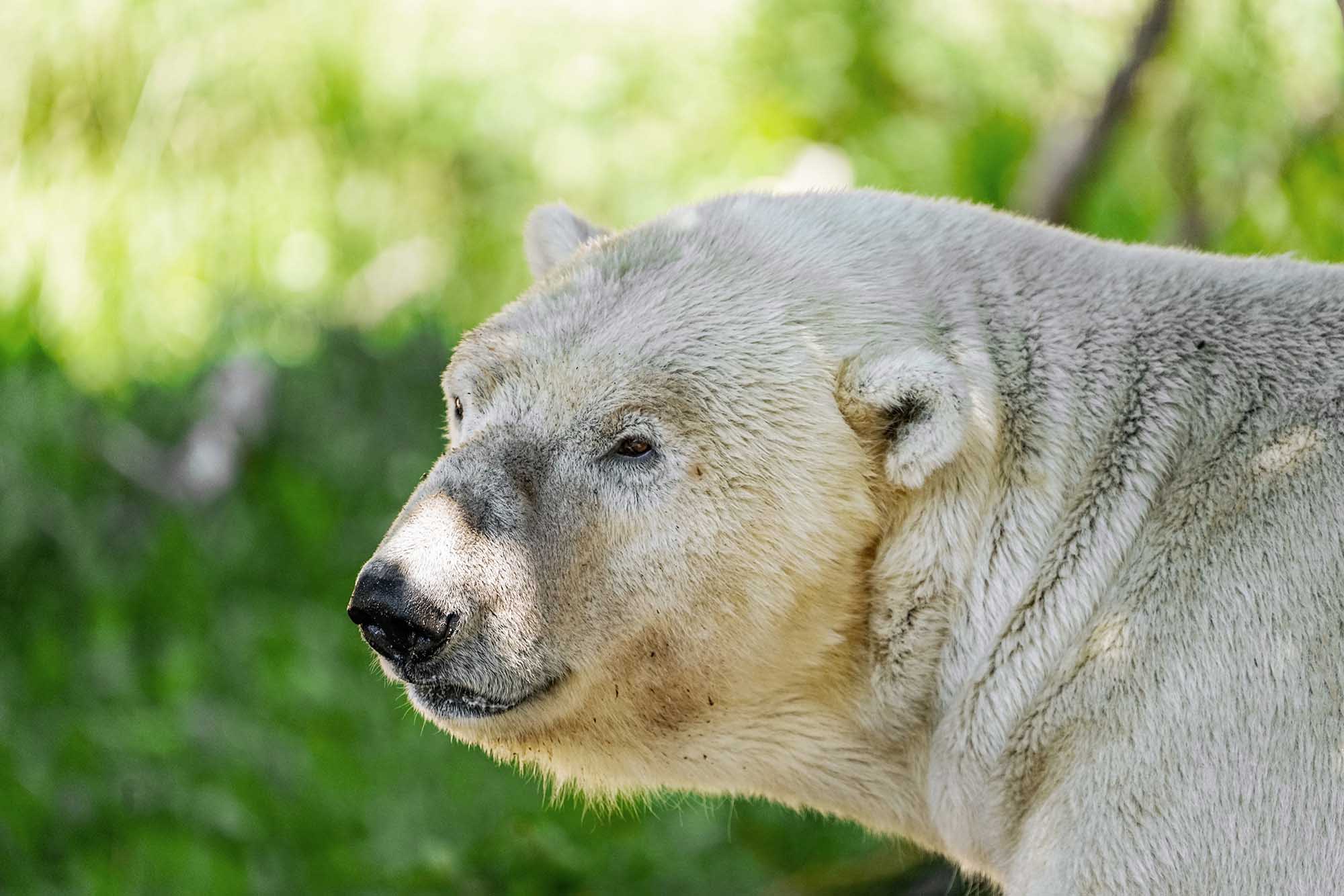 Polar Bear Sent To Another Zoo As Cub Comes Back To World’s Oldest Zoo After 15 Years