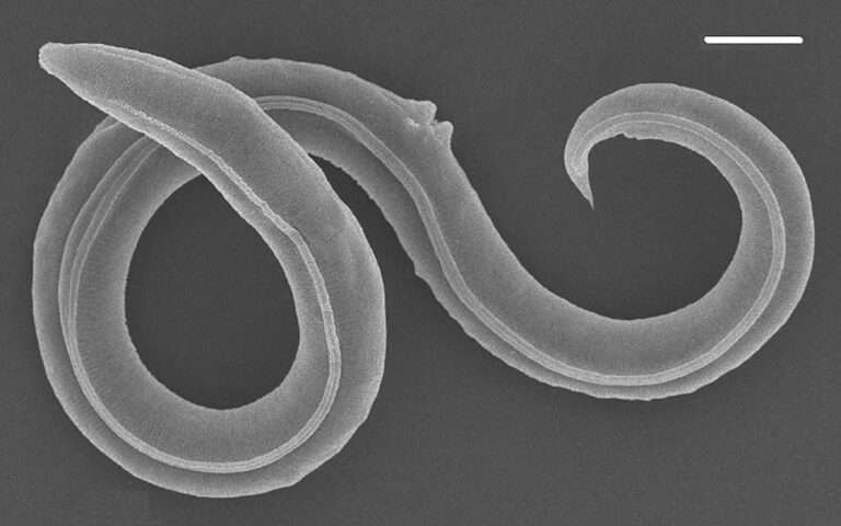 Read more about the article Scientists Revive Ice Age Roundworm