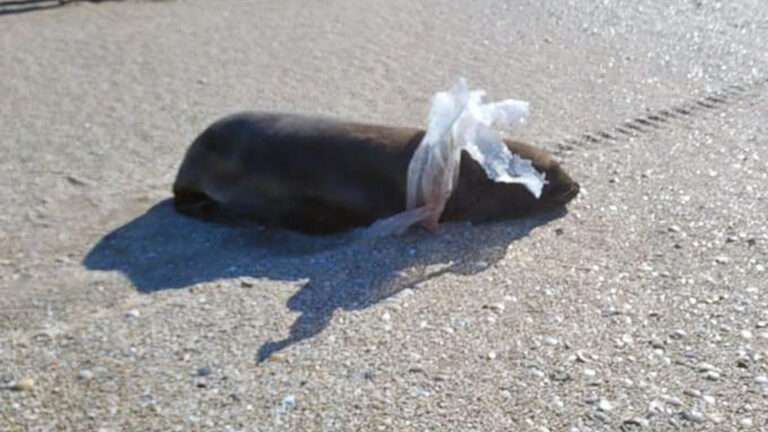 Read more about the article South American Fur Seal Badly Injured By Plastic Sheet Stuck Over Its Head Is Released Back Into The Wild