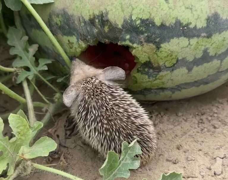Read more about the article Feasting Hedgehog Found With Its Head Buried Inside Watermelon Growing In Woman’s Field
