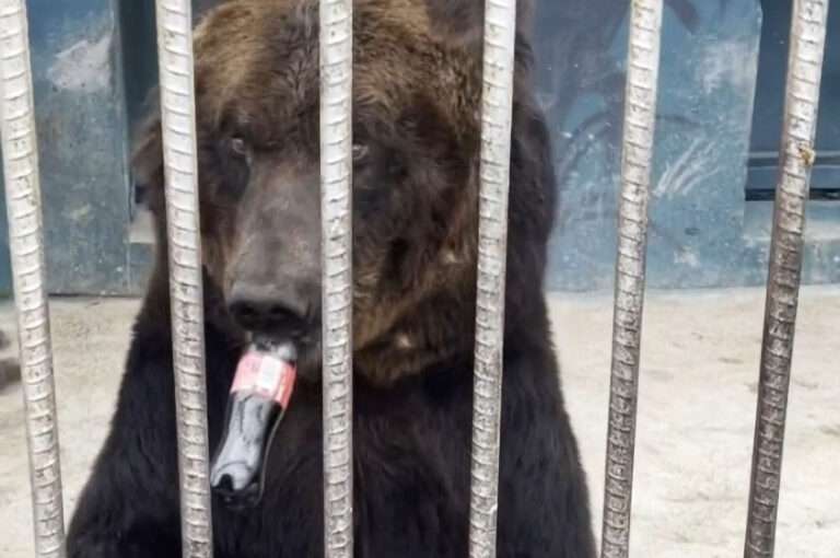Read more about the article Zoo Slandered As Brown Bear Guzzles Down Coca-Cola It Got Given By Tourists
