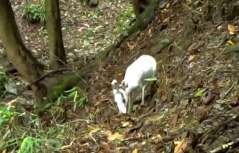 Read more about the article Rare Albino Deer Spotted In National Nature Reserve