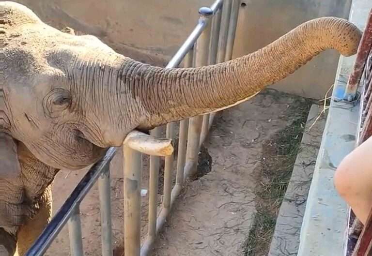 Read more about the article Elephant Kindly Returns Toddler’s Slipper That Fell In Its Enclosure