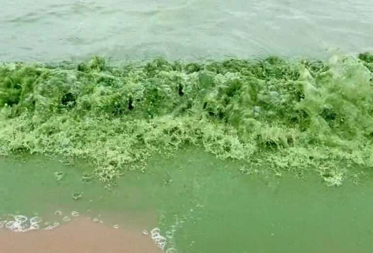 Read more about the article Residents Baffled As Nearby Lake Turns Bright Green