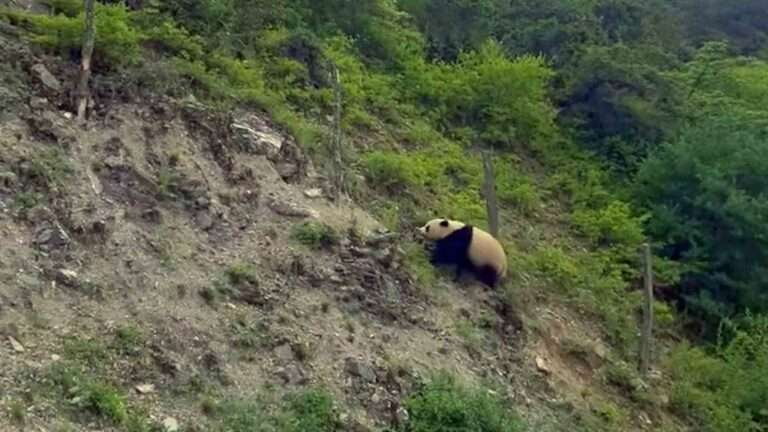 Read more about the article Driver Has Surprising Encounter With A Giant Panda In The Wild