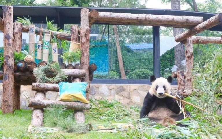 Read more about the article Giant Panda Celebrates 23rd Birthday At China Zoo After Living In The US For The Past 20 Years