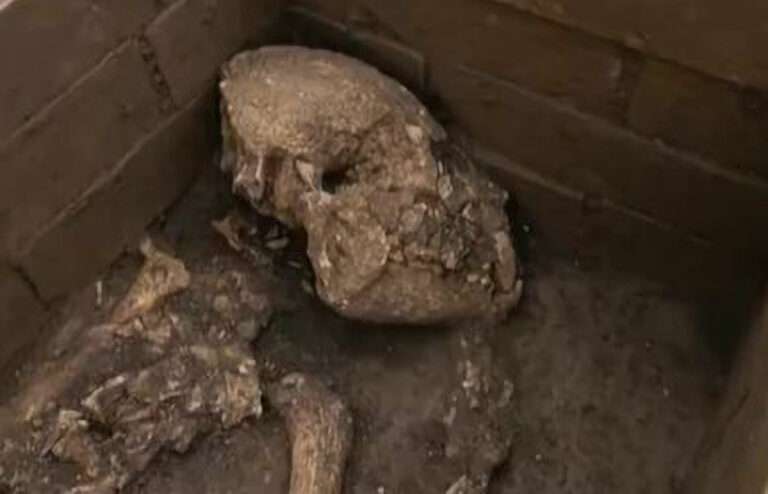 Read more about the article Giant Panda Skeleton Found Inside 2,000-Year-Old Emperor’s Tomb