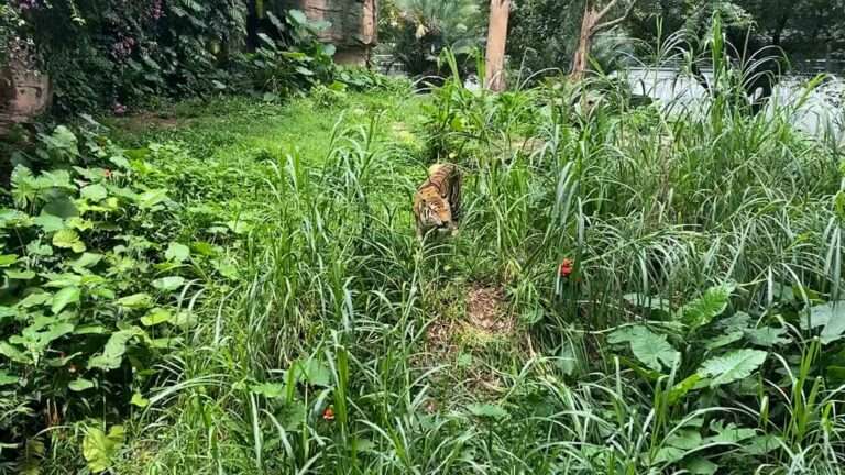 Read more about the article Skinny Tiger Seen Eating Grass At Its Enclosure Sparks Concerns Over Starvation