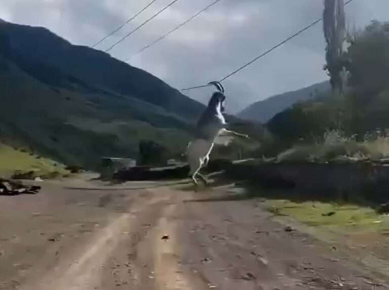 Read more about the article Goat Left Dangling From Power Line By Its Horns