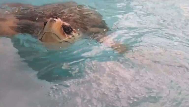 Read more about the article Large Turtle Undergoes Training Sessions To Face Real-Life Sea Conditions