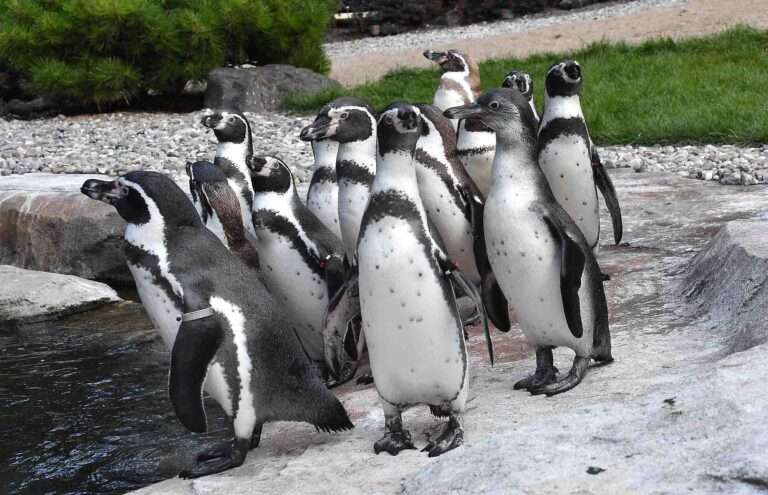 Read more about the article Penguin Decapitated In Bizarre Killing