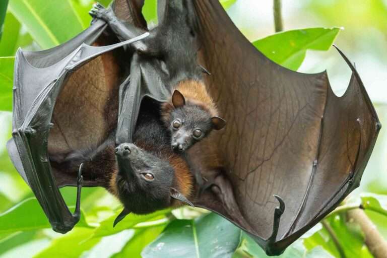 Read more about the article World’s Oldest Zoo Welcomes Three Endangered Megabat Young In Rainforest Enclosure