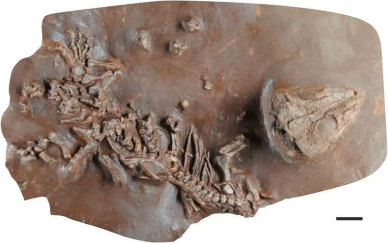 Read more about the article New 270-Million-Year-Old Tiny Lizard Discovered