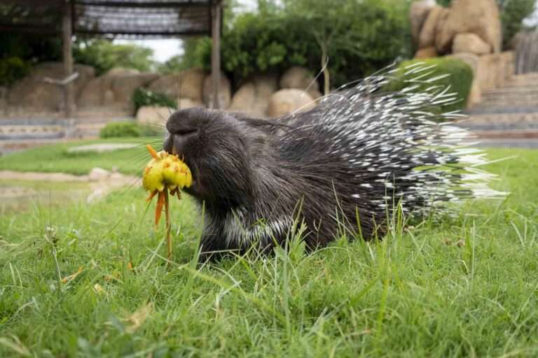 Read more about the article Zoo Animals Enjoy Cold Treats To Cool Down As Scorching Heat Batters Spain
