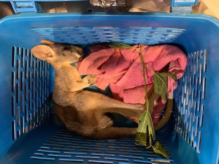 Read more about the article Wildlife Trafficker Seized With Dead Baby Kangaroo In Luggage