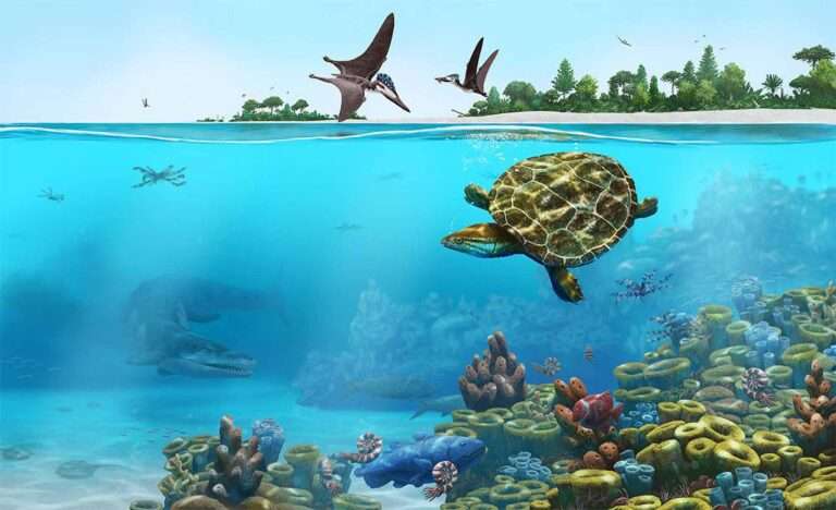 Read more about the article Perfect Fossil Found Of Extinct Turtle That Thrived In Tropical Germany 150 Million Years Ago