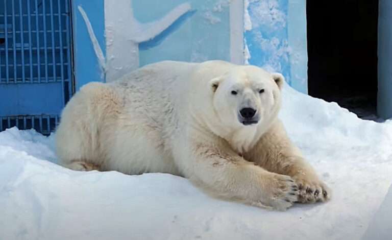 Read more about the article Brazilian Police Respond To Reports Of Escaped Polar Bear, Discover It Is A Sheep