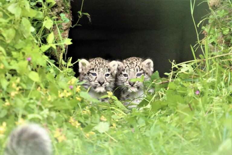 Read more about the article Adorable Snow Leopard Cubs Have Fun Playing In Grass