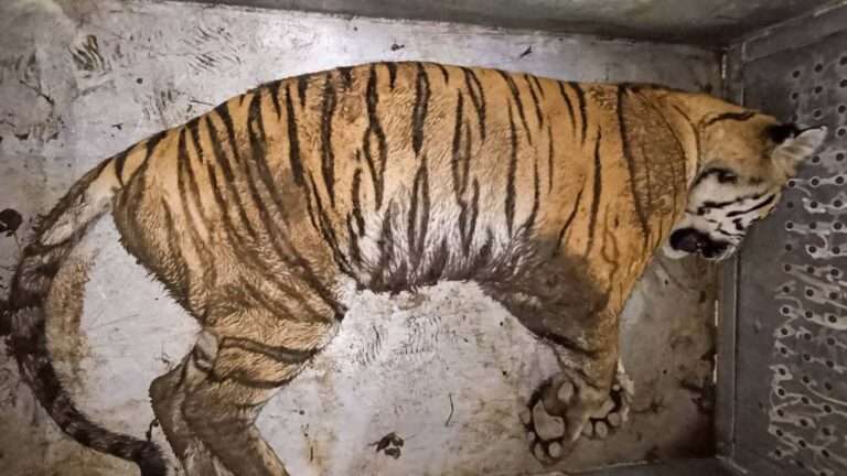 Read more about the article Starving Big Cat That Switched To Eating Dogs And Attacked Cop Who Followed It Into Forest Is Captured