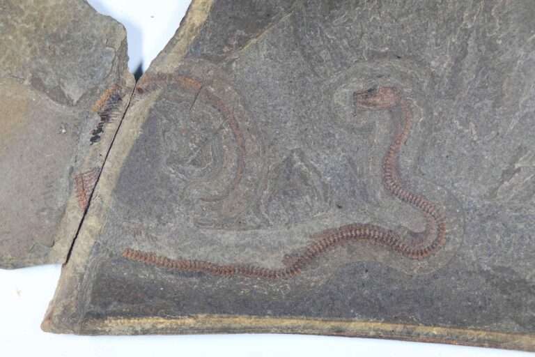 Read more about the article Fossil Of Previously Unknown Snake With Intact Trachea Found In Disused Quarry Earmarked As Dump