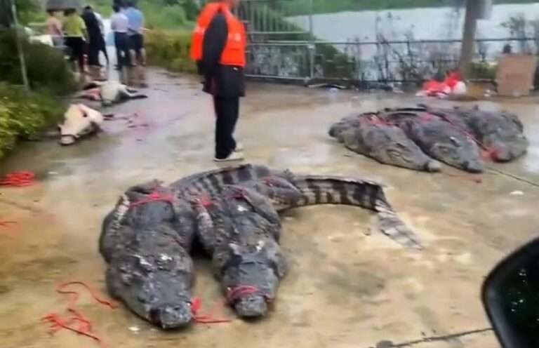 Read more about the article Severe Floods Allow More Than 70 Crocodiles To Escape