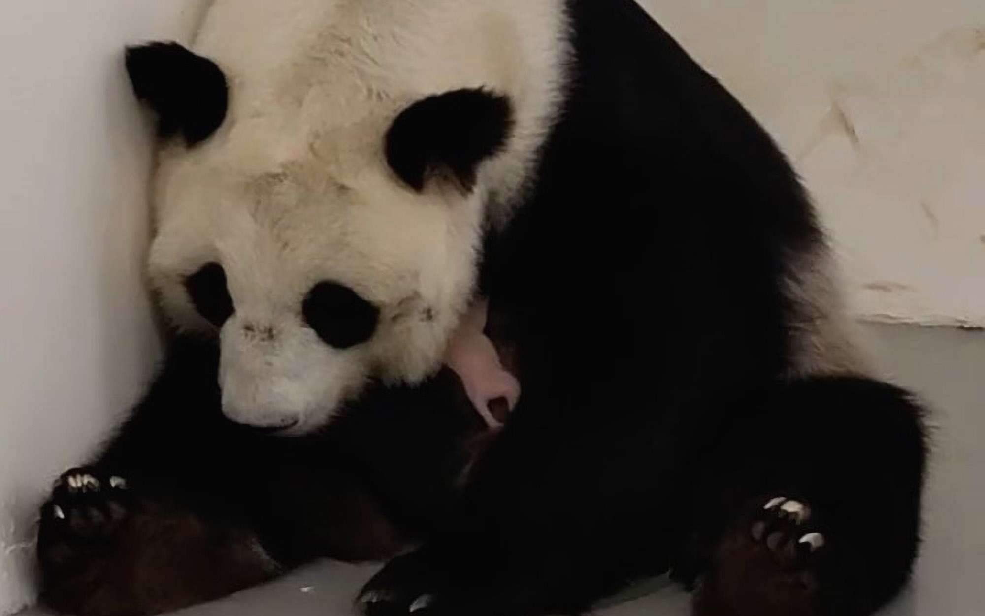 Giant Panda Gives Birth To First-Ever Cub To Be Born In Russia