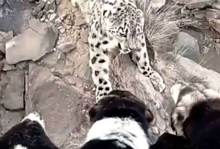 Read more about the article Hungry Snow Leopard Confronted By Six Shepherd Dogs