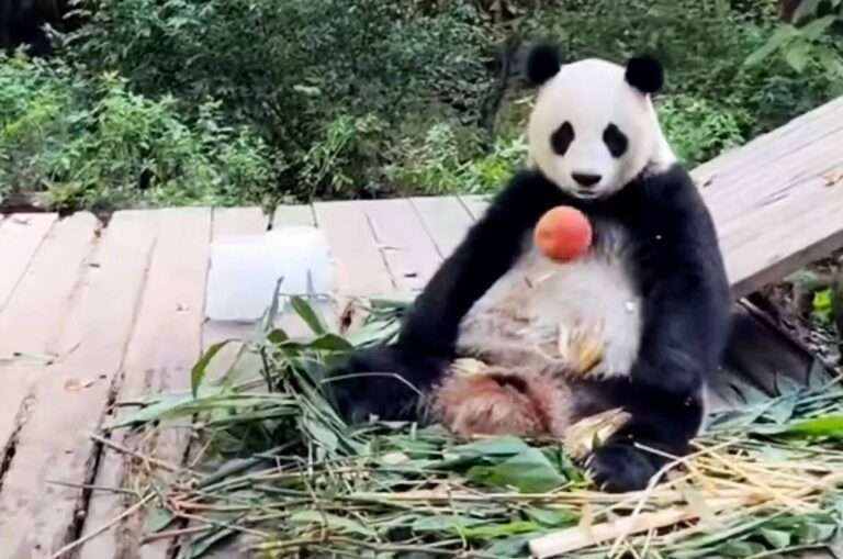 Read more about the article Panda Gives Keeper Angry Staredown Over Badly Thrown Apple