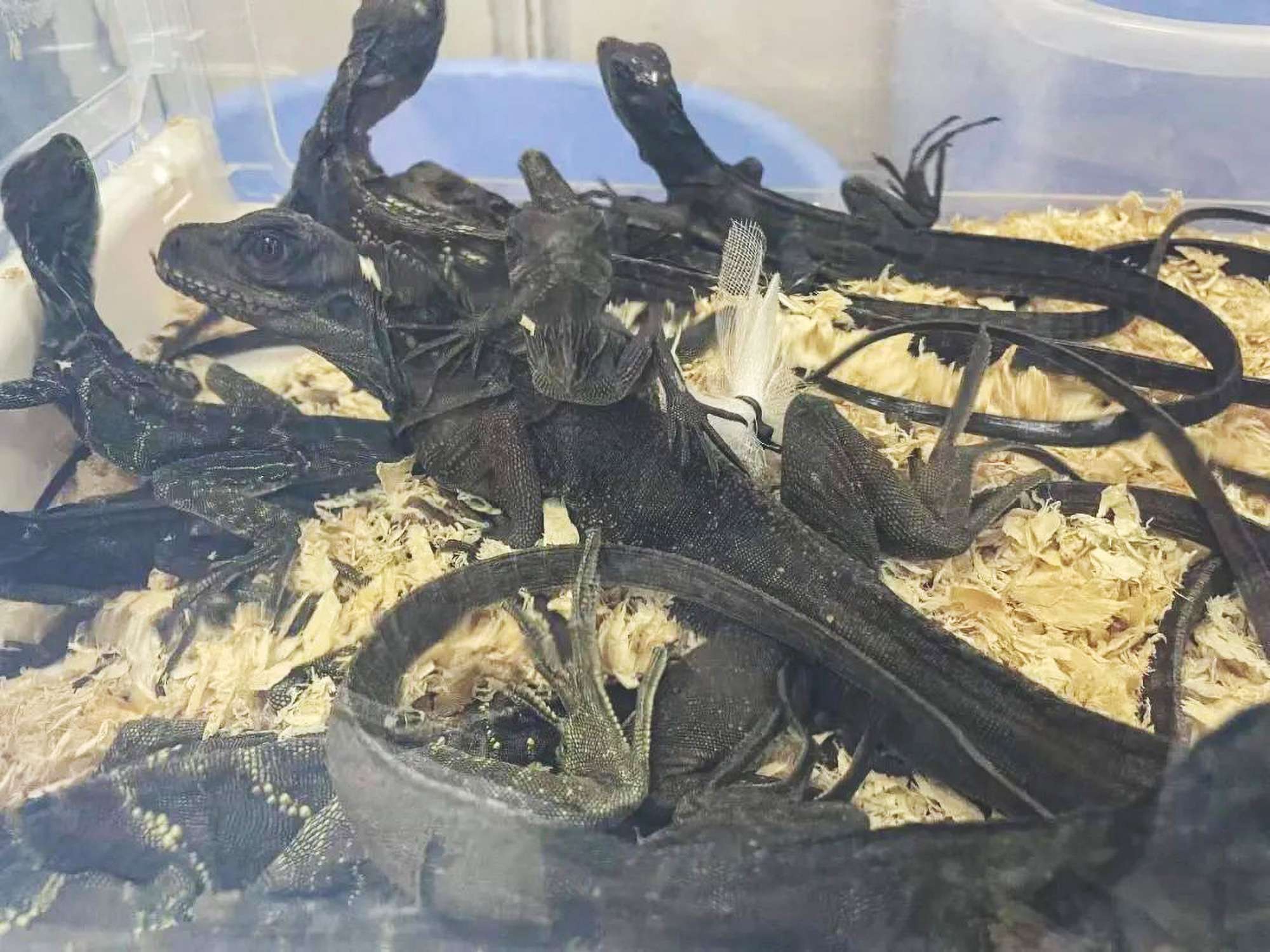 Woman Caught Smuggling 16 Young Lizards In Her Bra